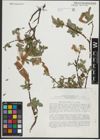 Foto von Salix saxatilis Turcz. ex Ledeb.